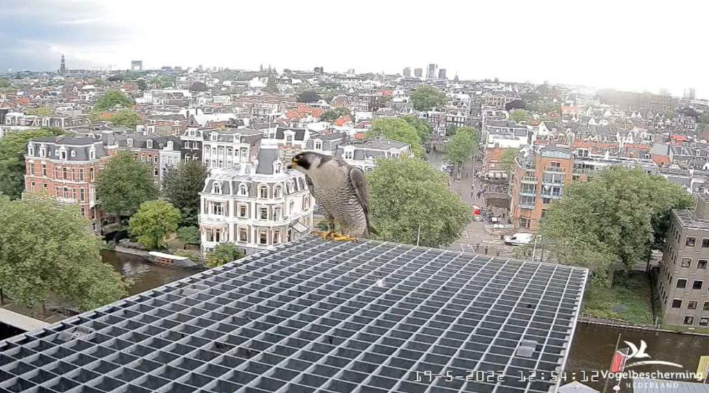 Amsterdam/Rijksmuseum screenshots © Beleef de Lente/Vogelbescherming Nederland - Pagina 3 20223270