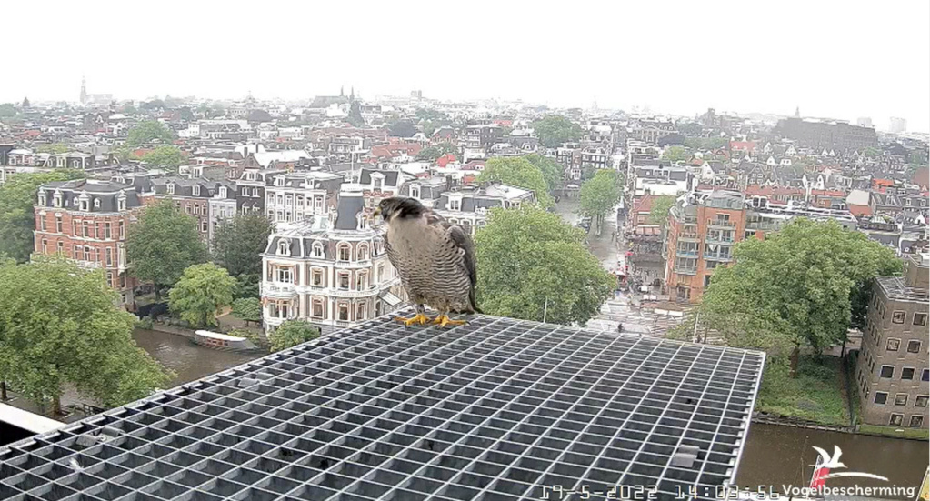 Amsterdam/Rijksmuseum screenshots © Beleef de Lente/Vogelbescherming Nederland - Pagina 3 20223285