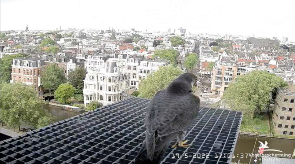 Amsterdam/Rijksmuseum screenshots © Beleef de Lente/Vogelbescherming Nederland - Pagina 3 20223303