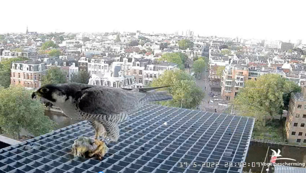 Amsterdam/Rijksmuseum screenshots © Beleef de Lente/Vogelbescherming Nederland - Pagina 3 20223323