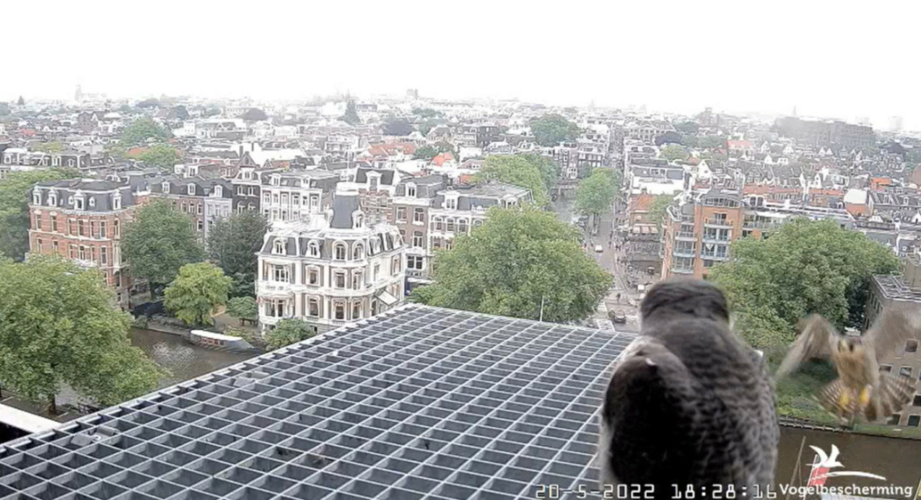 Amsterdam/Rijksmuseum screenshots © Beleef de Lente/Vogelbescherming Nederland - Pagina 4 20223368