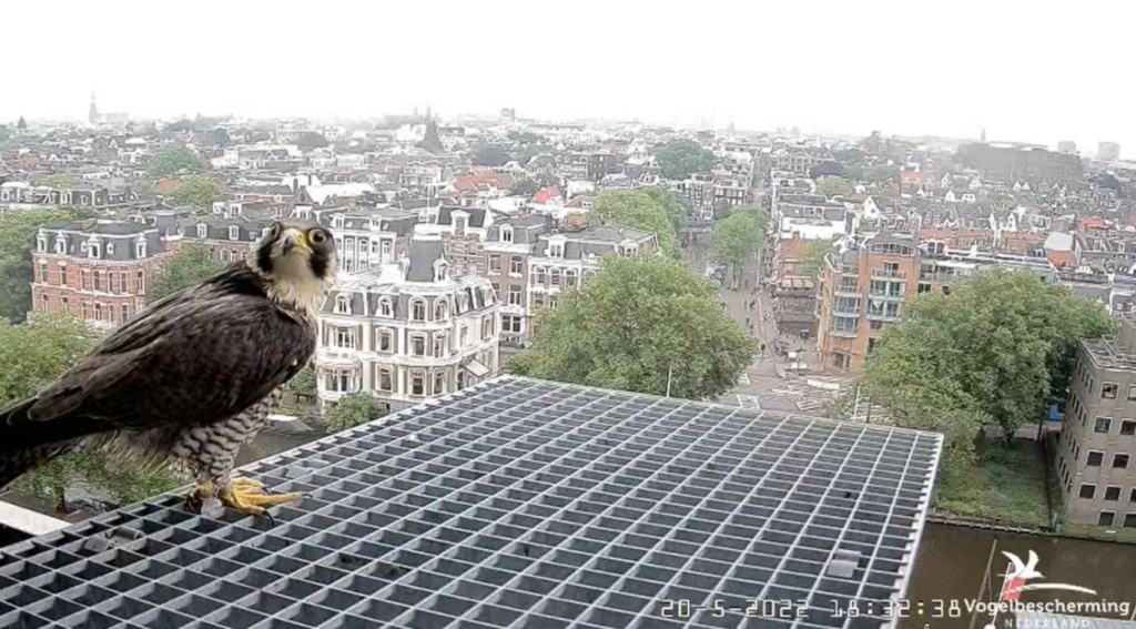 Amsterdam/Rijksmuseum screenshots © Beleef de Lente/Vogelbescherming Nederland - Pagina 4 20223375