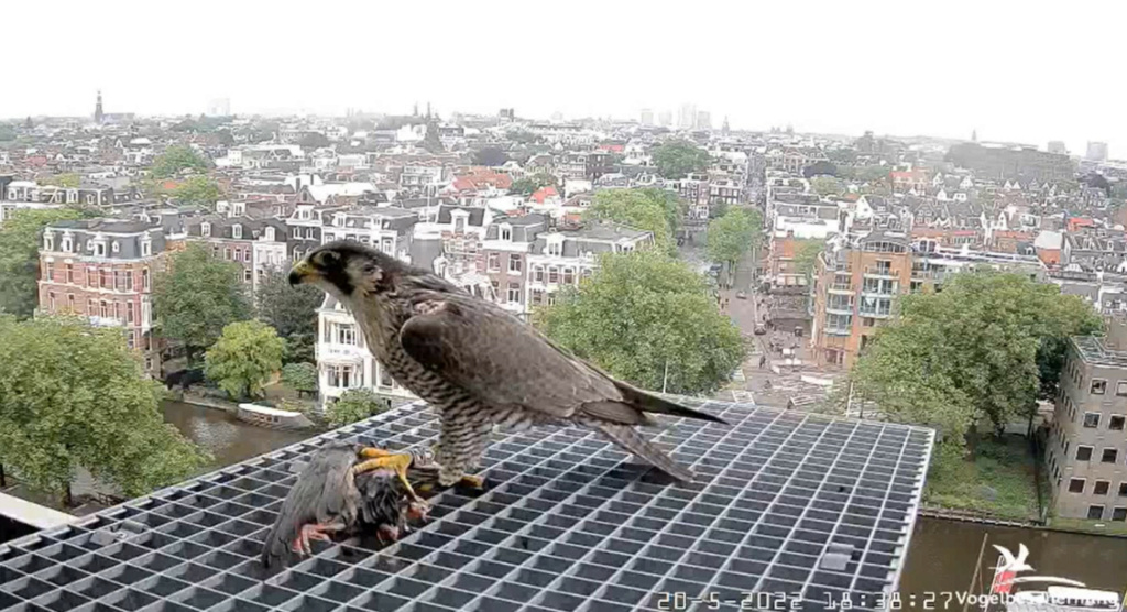 Amsterdam/Rijksmuseum screenshots © Beleef de Lente/Vogelbescherming Nederland - Pagina 4 20223380