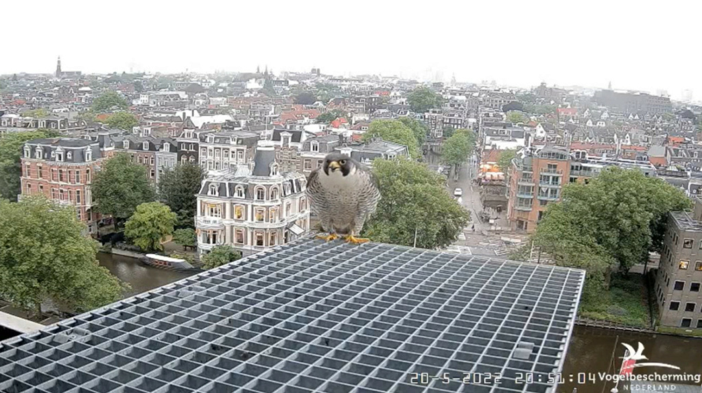 Amsterdam/Rijksmuseum screenshots © Beleef de Lente/Vogelbescherming Nederland - Pagina 4 20223388