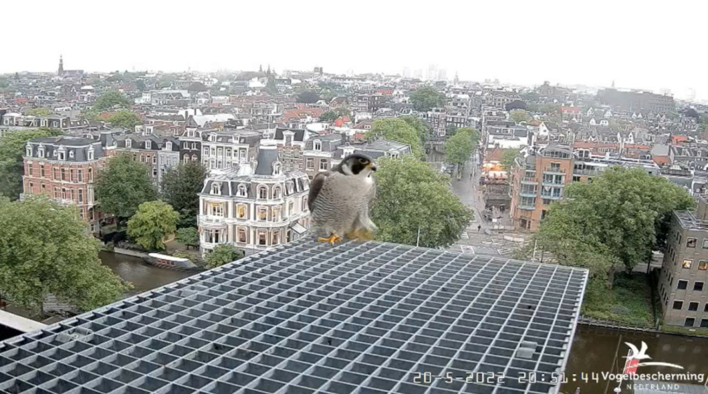Amsterdam/Rijksmuseum screenshots © Beleef de Lente/Vogelbescherming Nederland - Pagina 4 20223390