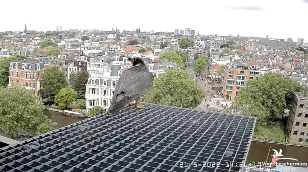 Amsterdam/Rijksmuseum screenshots © Beleef de Lente/Vogelbescherming Nederland - Pagina 4 20223404