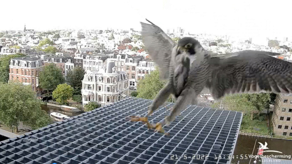 Amsterdam/Rijksmuseum screenshots © Beleef de Lente/Vogelbescherming Nederland - Pagina 5 20223436