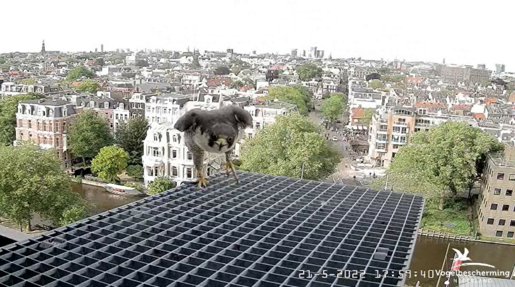 Amsterdam/Rijksmuseum screenshots © Beleef de Lente/Vogelbescherming Nederland - Pagina 5 20223445