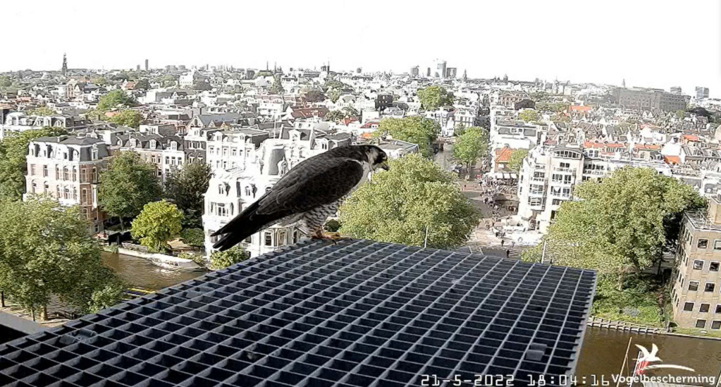 Amsterdam/Rijksmuseum screenshots © Beleef de Lente/Vogelbescherming Nederland - Pagina 5 20223451