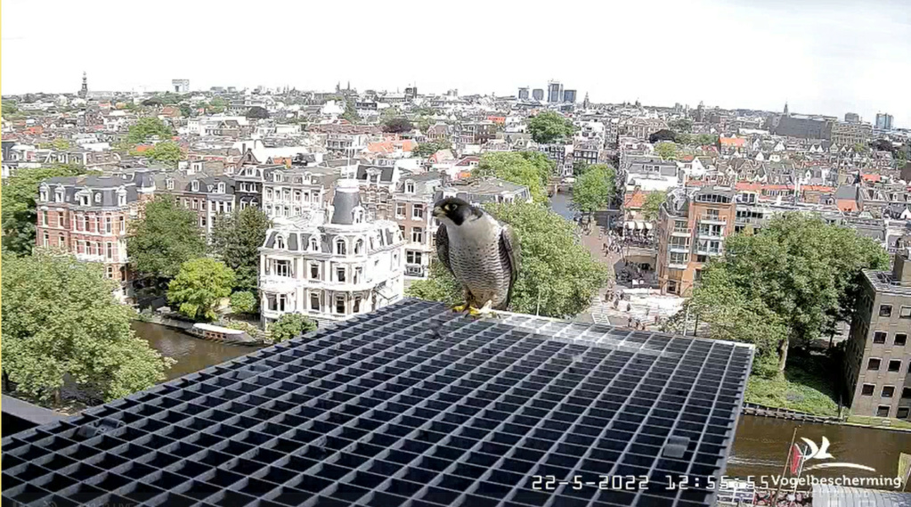 Amsterdam/Rijksmuseum screenshots © Beleef de Lente/Vogelbescherming Nederland - Pagina 5 20223470