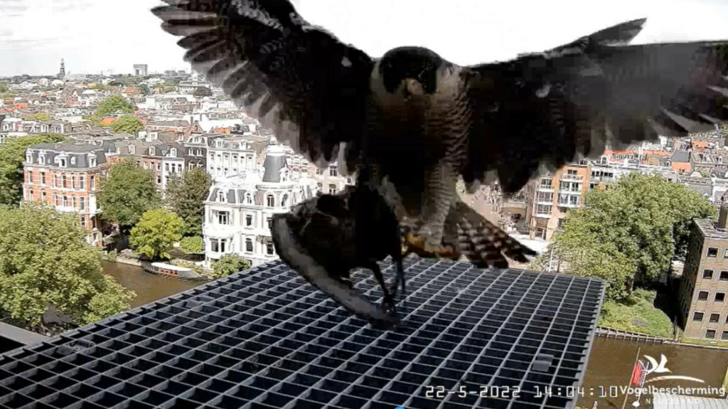 Amsterdam/Rijksmuseum screenshots © Beleef de Lente/Vogelbescherming Nederland - Pagina 5 20223477