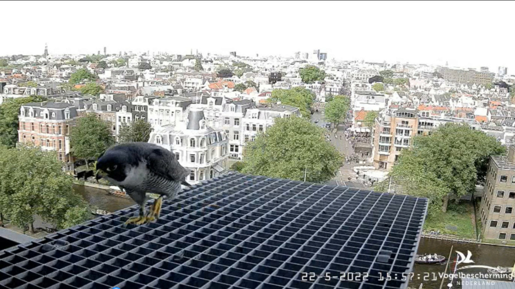 Amsterdam/Rijksmuseum screenshots © Beleef de Lente/Vogelbescherming Nederland - Pagina 5 20223490