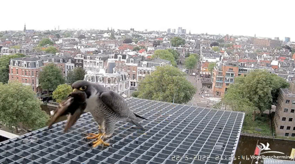 Amsterdam/Rijksmuseum screenshots © Beleef de Lente/Vogelbescherming Nederland - Pagina 6 20223499