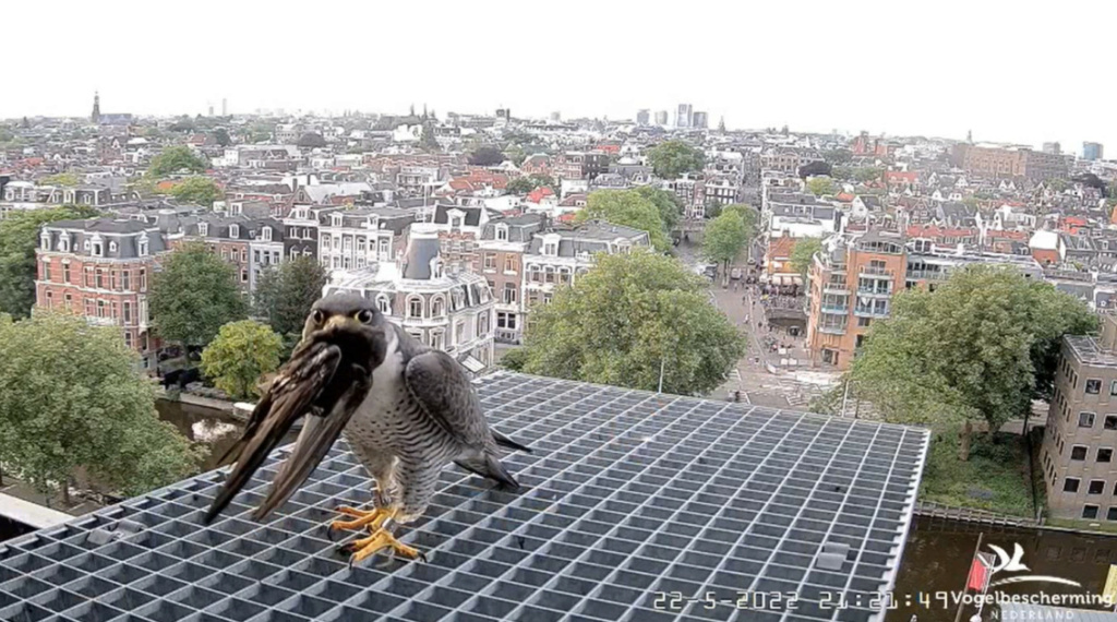Amsterdam/Rijksmuseum screenshots © Beleef de Lente/Vogelbescherming Nederland - Pagina 6 20223500