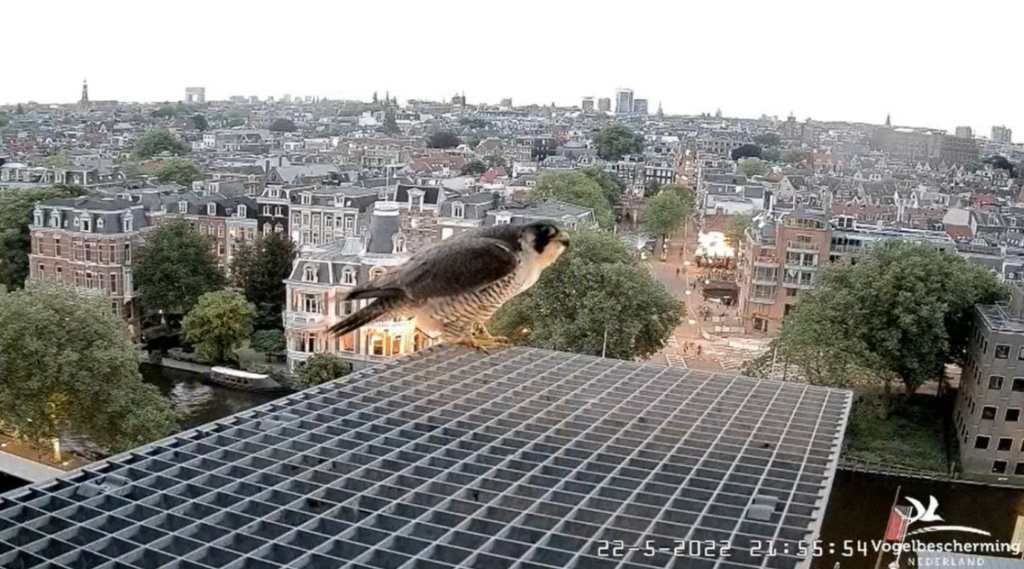 Amsterdam/Rijksmuseum screenshots © Beleef de Lente/Vogelbescherming Nederland - Pagina 6 20223531