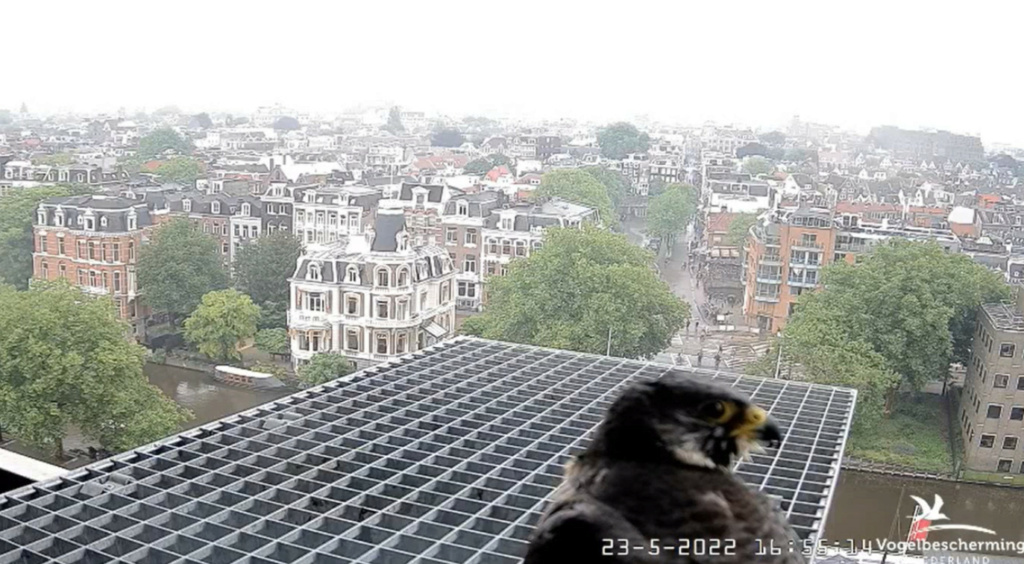 Amsterdam/Rijksmuseum screenshots © Beleef de Lente/Vogelbescherming Nederland - Pagina 6 20223536
