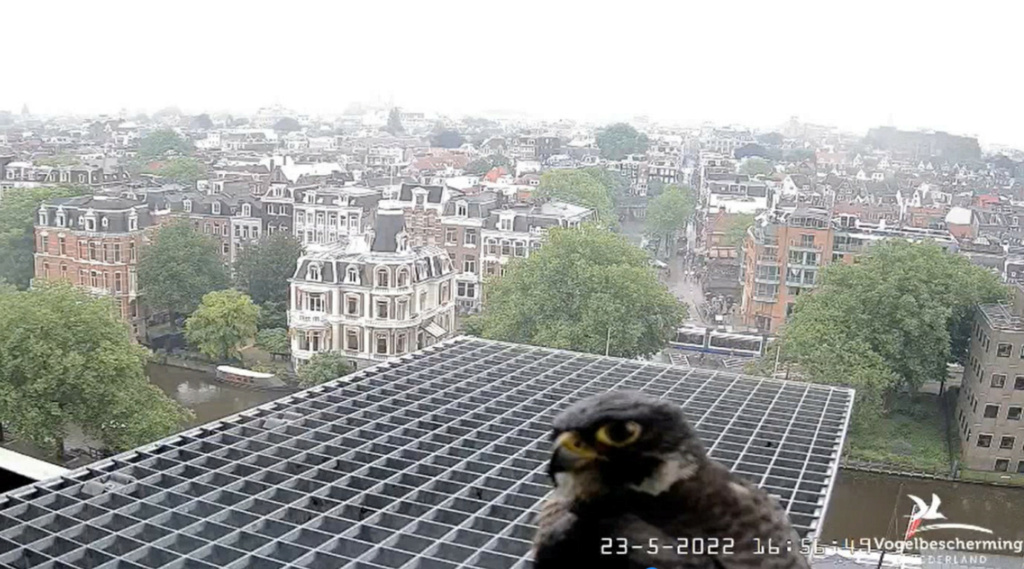 Amsterdam/Rijksmuseum screenshots © Beleef de Lente/Vogelbescherming Nederland - Pagina 6 20223537