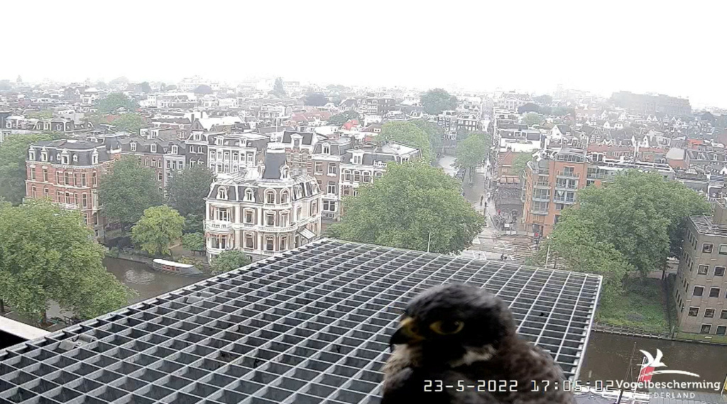Amsterdam/Rijksmuseum screenshots © Beleef de Lente/Vogelbescherming Nederland - Pagina 6 20223540