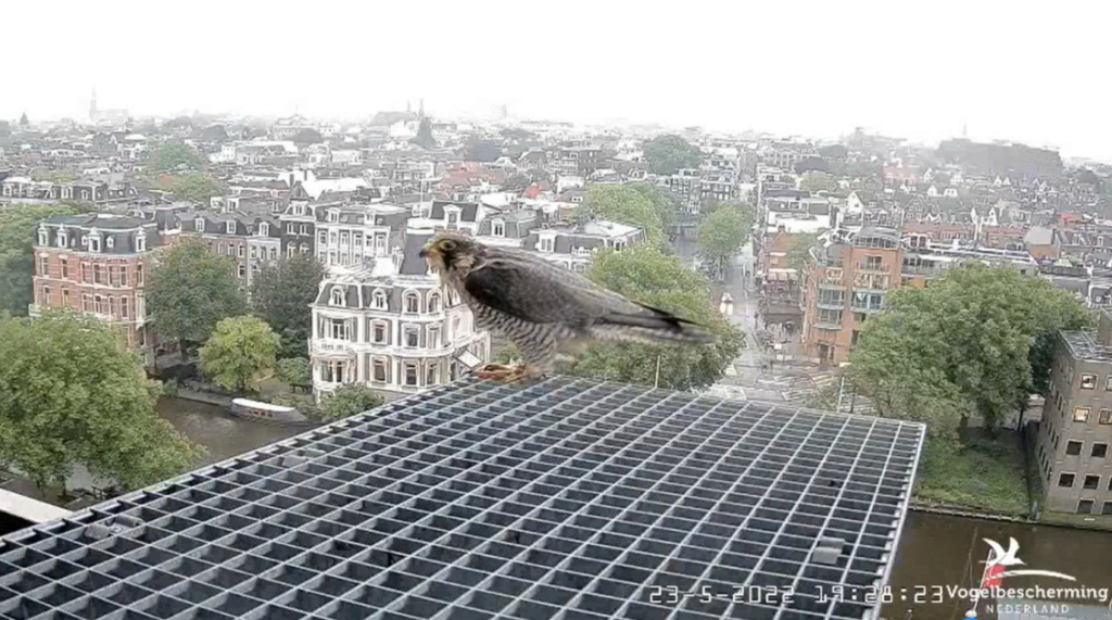 Amsterdam/Rijksmuseum screenshots © Beleef de Lente/Vogelbescherming Nederland - Pagina 6 20223553