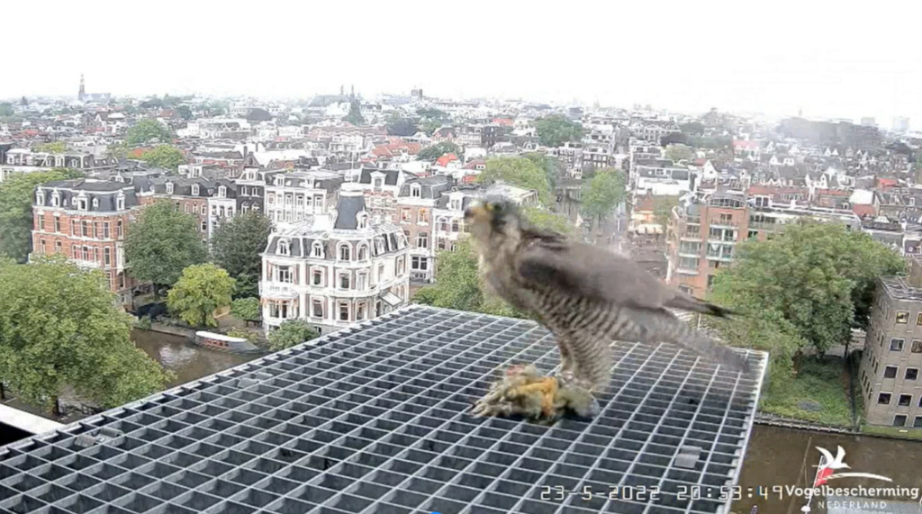 Amsterdam/Rijksmuseum screenshots © Beleef de Lente/Vogelbescherming Nederland - Pagina 7 20223554