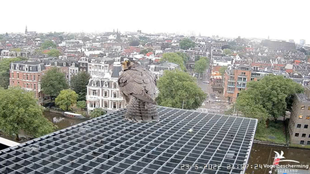 Amsterdam/Rijksmuseum screenshots © Beleef de Lente/Vogelbescherming Nederland - Pagina 7 20223560