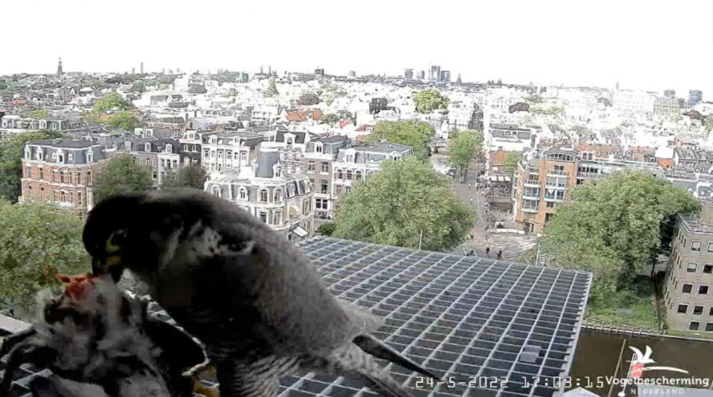 Amsterdam/Rijksmuseum screenshots © Beleef de Lente/Vogelbescherming Nederland - Pagina 7 20223582