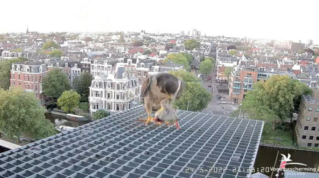 Amsterdam/Rijksmuseum screenshots © Beleef de Lente/Vogelbescherming Nederland - Pagina 8 20223611