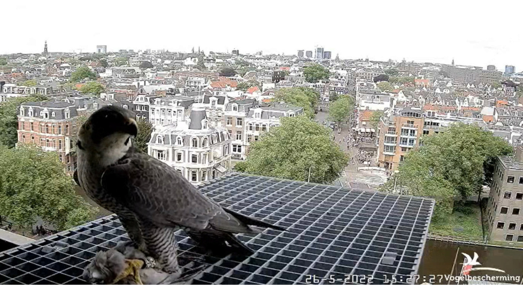 Amsterdam/Rijksmuseum screenshots © Beleef de Lente/Vogelbescherming Nederland - Pagina 9 20223717
