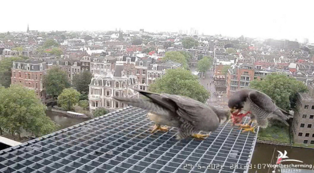 Amsterdam/Rijksmuseum screenshots © Beleef de Lente/Vogelbescherming Nederland - Pagina 11 20223919