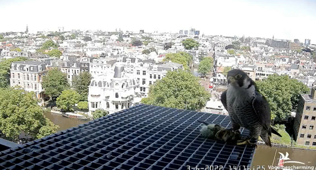 Amsterdam/Rijksmuseum screenshots © Beleef de Lente/Vogelbescherming Nederland - Pagina 15 20224084