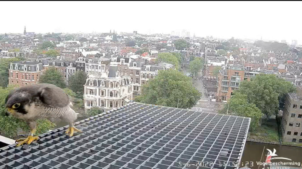 Amsterdam/Rijksmuseum screenshots © Beleef de Lente/Vogelbescherming Nederland - Pagina 18 20224227