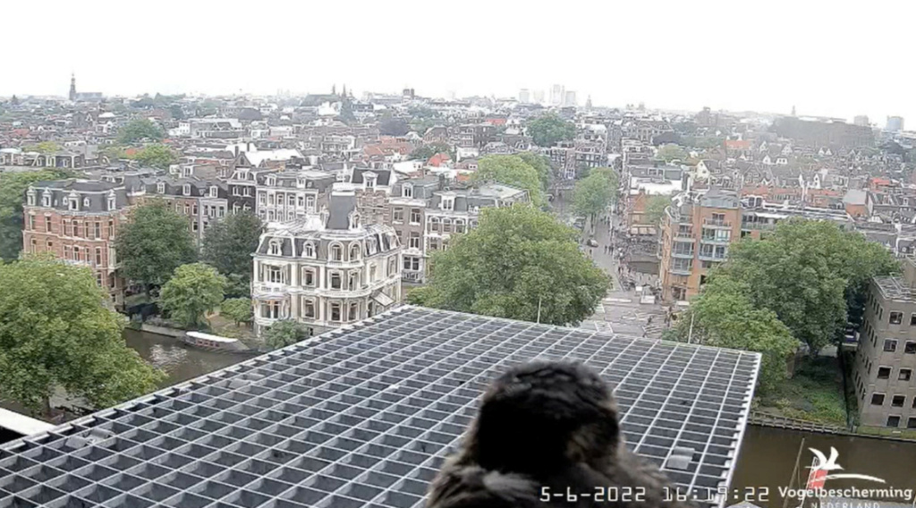 Amsterdam/Rijksmuseum screenshots © Beleef de Lente/Vogelbescherming Nederland - Pagina 18 20224232