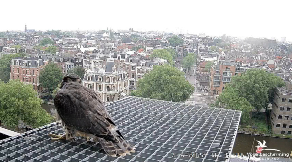 Amsterdam/Rijksmuseum screenshots © Beleef de Lente/Vogelbescherming Nederland - Pagina 18 20224234