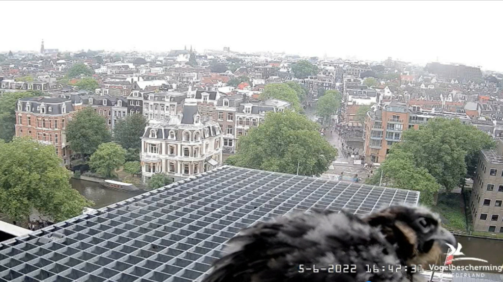 Amsterdam/Rijksmuseum screenshots © Beleef de Lente/Vogelbescherming Nederland - Pagina 19 20224238