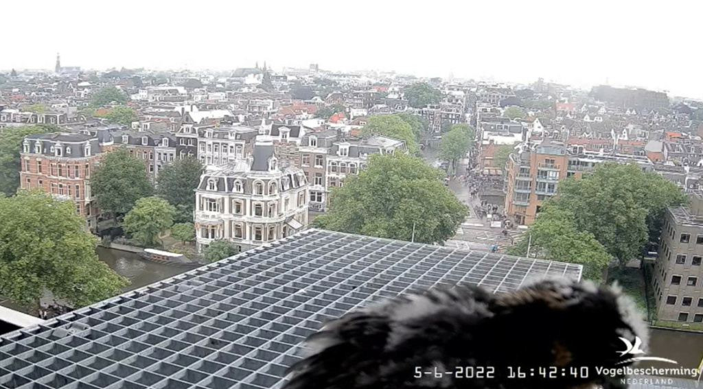 Amsterdam/Rijksmuseum screenshots © Beleef de Lente/Vogelbescherming Nederland - Pagina 19 20224239