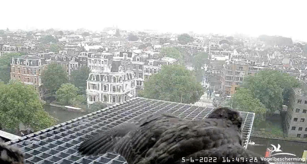 Amsterdam/Rijksmuseum screenshots © Beleef de Lente/Vogelbescherming Nederland - Pagina 19 20224241