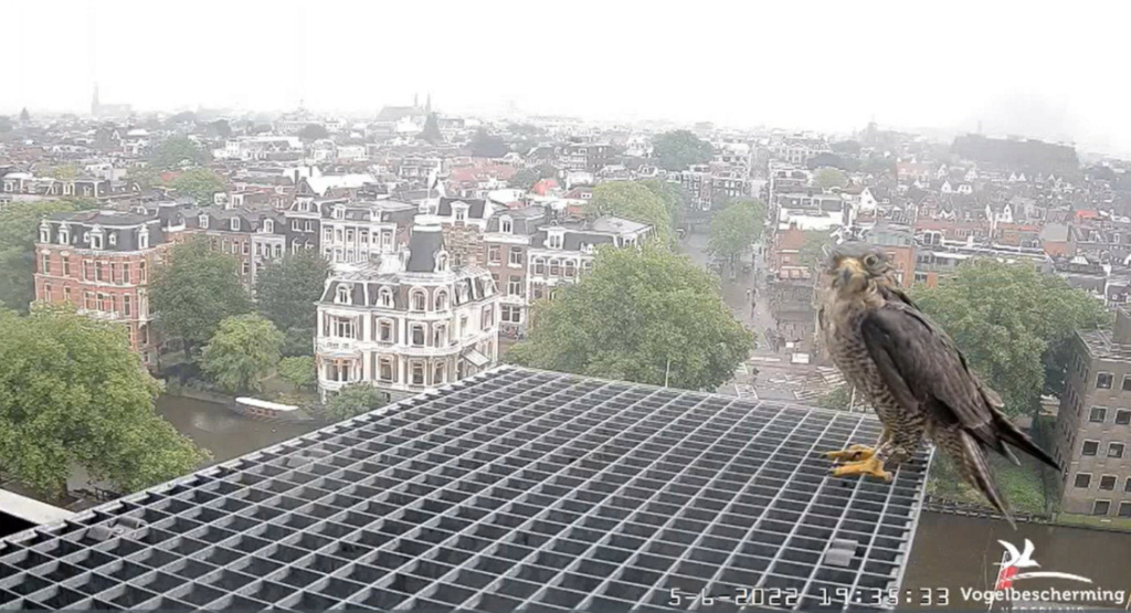 Amsterdam/Rijksmuseum screenshots © Beleef de Lente/Vogelbescherming Nederland - Pagina 19 20224249