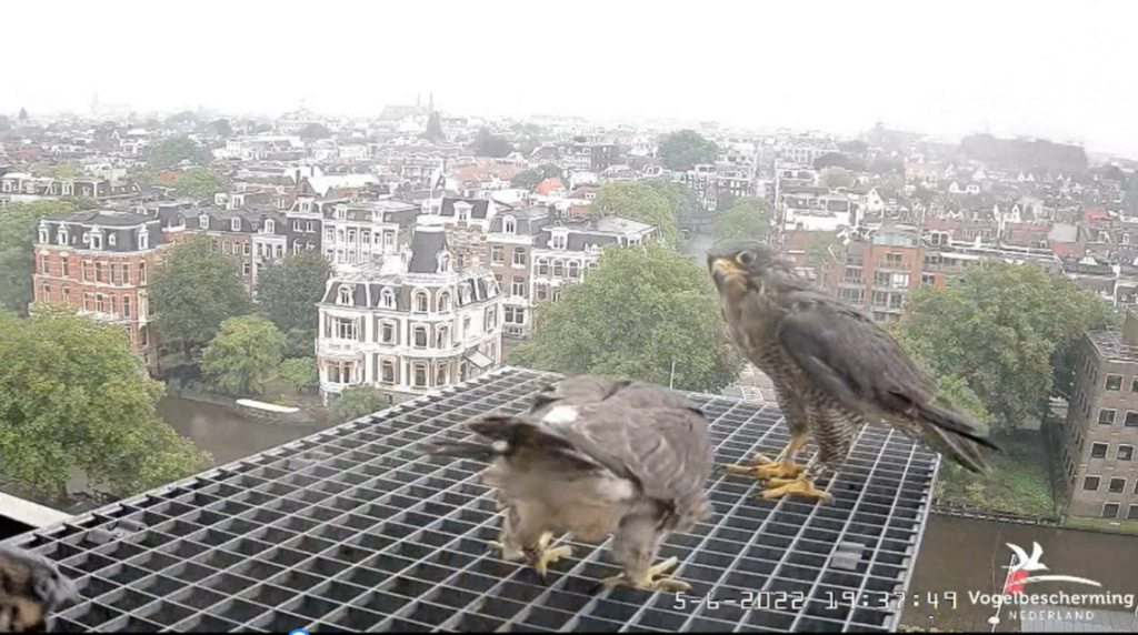 Amsterdam/Rijksmuseum screenshots © Beleef de Lente/Vogelbescherming Nederland - Pagina 19 20224253