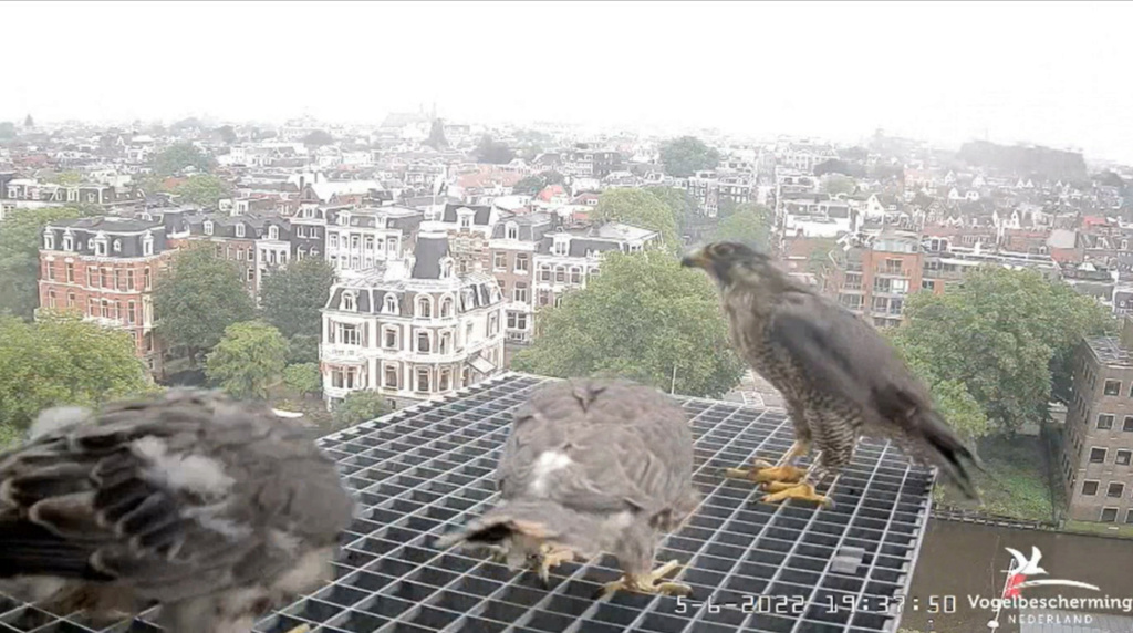 Amsterdam/Rijksmuseum screenshots © Beleef de Lente/Vogelbescherming Nederland - Pagina 19 20224254