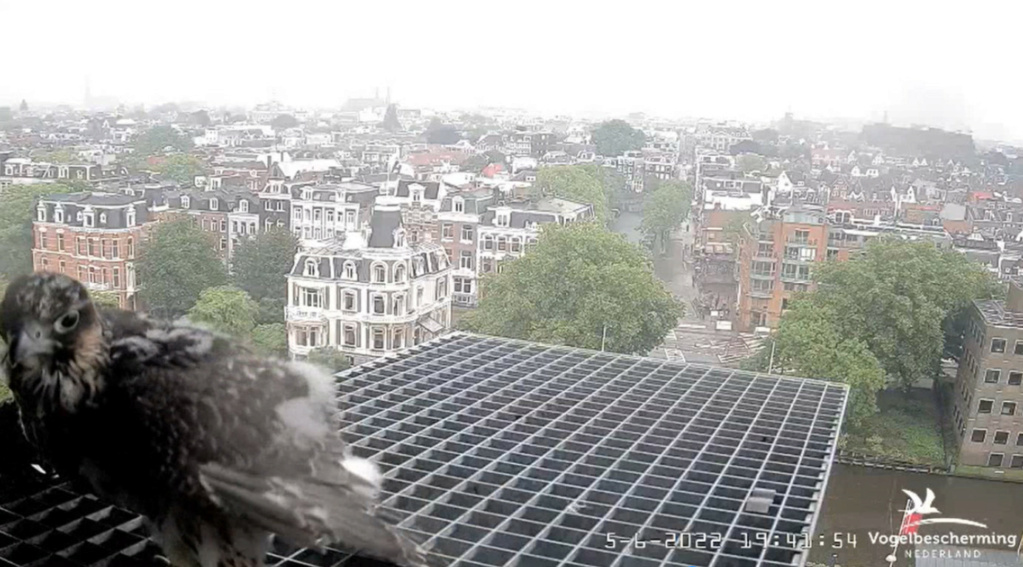 Amsterdam/Rijksmuseum screenshots © Beleef de Lente/Vogelbescherming Nederland - Pagina 19 20224256