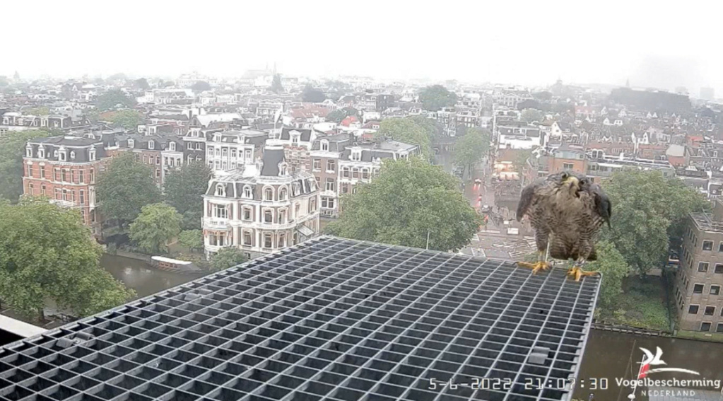 Amsterdam/Rijksmuseum screenshots © Beleef de Lente/Vogelbescherming Nederland - Pagina 19 20224259
