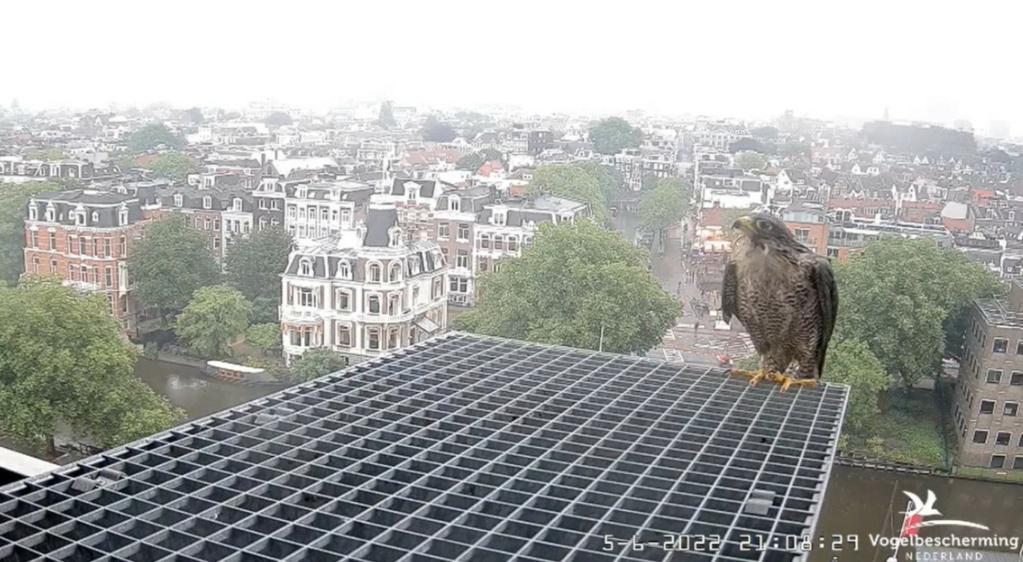 Amsterdam/Rijksmuseum screenshots © Beleef de Lente/Vogelbescherming Nederland - Pagina 19 20224260