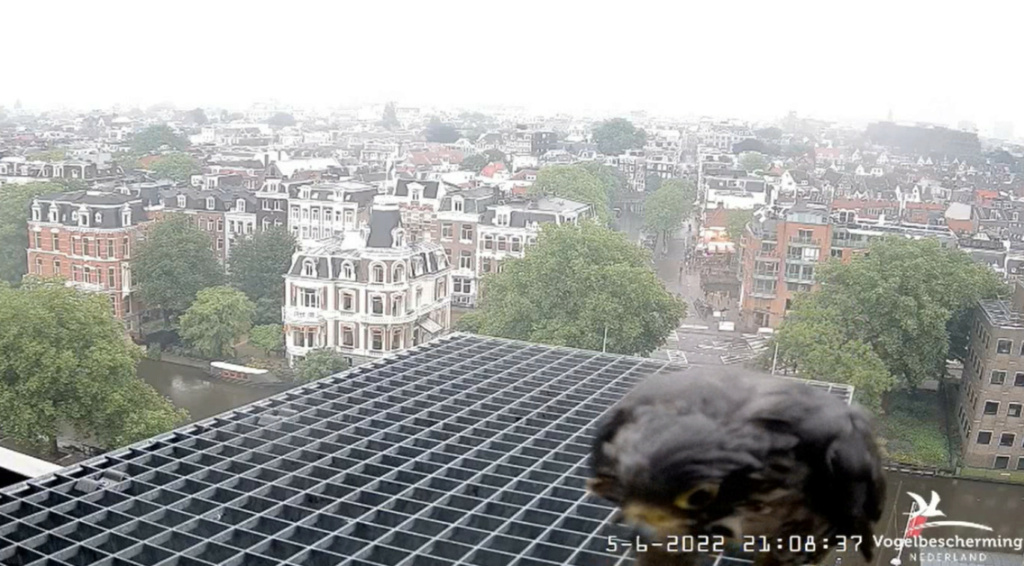 Amsterdam/Rijksmuseum screenshots © Beleef de Lente/Vogelbescherming Nederland - Pagina 19 20224262