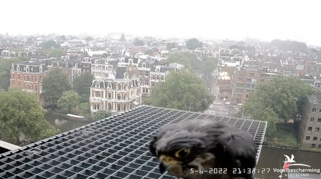 Amsterdam/Rijksmuseum screenshots © Beleef de Lente/Vogelbescherming Nederland - Pagina 19 20224266