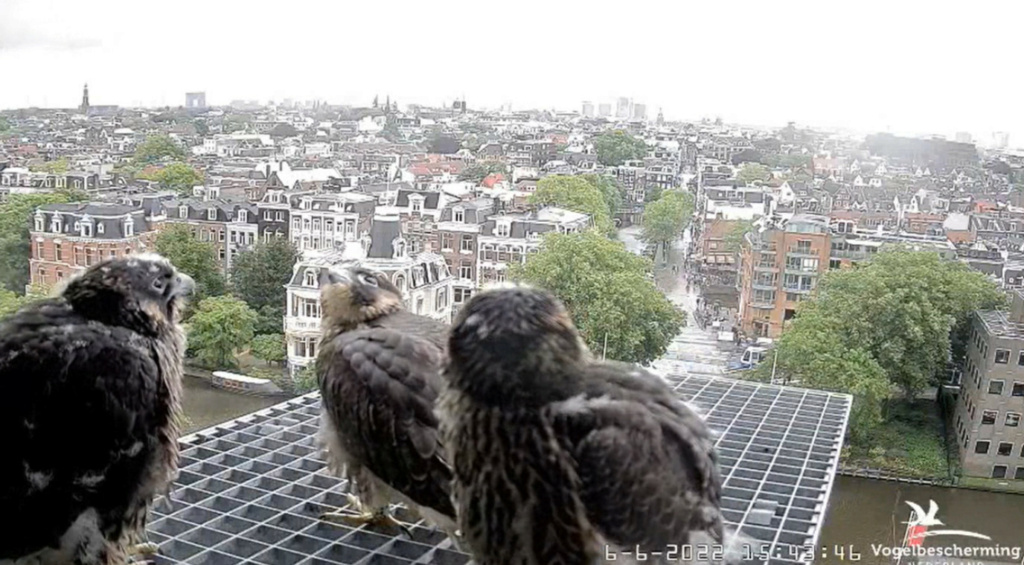 Amsterdam/Rijksmuseum screenshots © Beleef de Lente/Vogelbescherming Nederland - Pagina 20 20224305