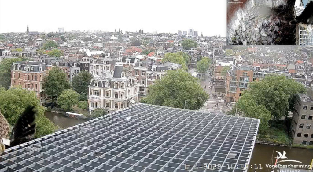 Amsterdam/Rijksmuseum screenshots © Beleef de Lente/Vogelbescherming Nederland - Pagina 20 20224314