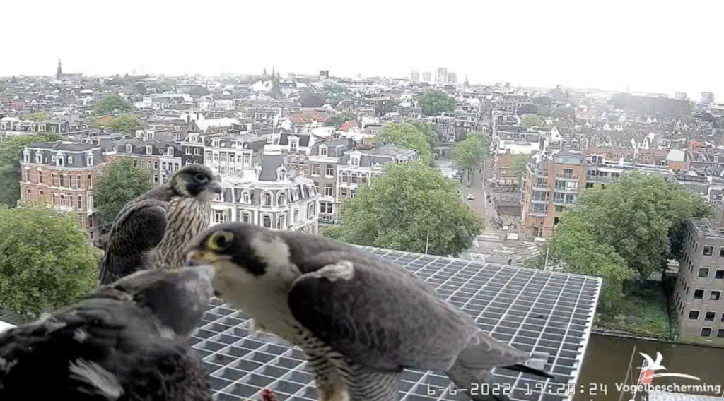 Amsterdam/Rijksmuseum screenshots © Beleef de Lente/Vogelbescherming Nederland - Pagina 21 20224337