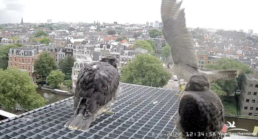 Amsterdam/Rijksmuseum screenshots © Beleef de Lente/Vogelbescherming Nederland - Pagina 22 20224422