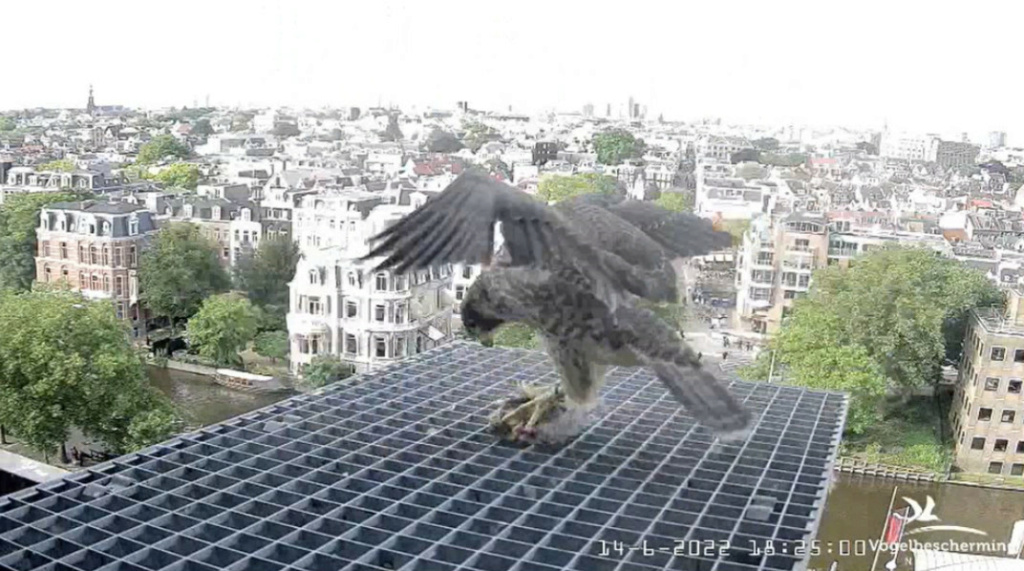 Amsterdam/Rijksmuseum screenshots © Beleef de Lente/Vogelbescherming Nederland - Pagina 26 20224628