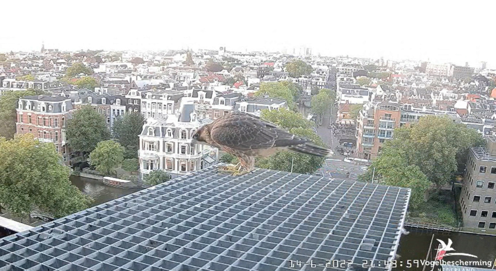 Amsterdam/Rijksmuseum screenshots © Beleef de Lente/Vogelbescherming Nederland - Pagina 26 20224632